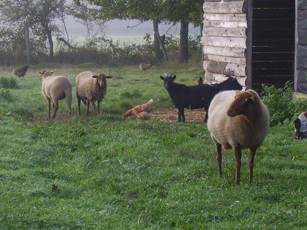 Au Grand Pré Theillay Exterior foto